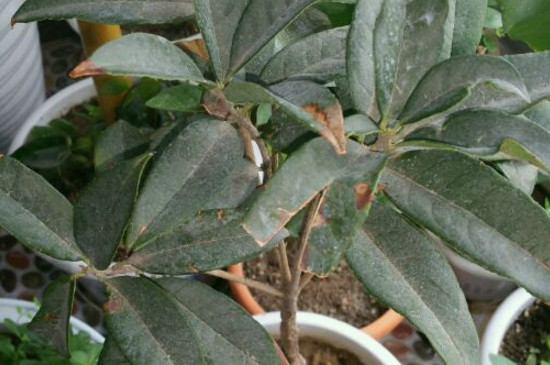 桂花树为何不长新芽，掌握四个办法让其萌生新芽