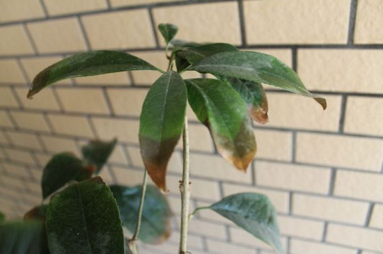 桂花树为何不长新芽，掌握四个办法让其萌生新芽