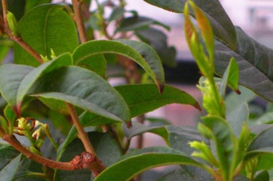 桂花树为何不长新芽，掌握四个办法让其萌生新芽