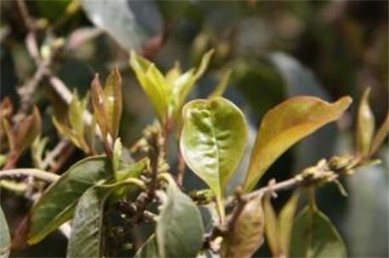 桂花发的新芽都枯死了，桂花树新芽尖枯萎原因(附处理办法)