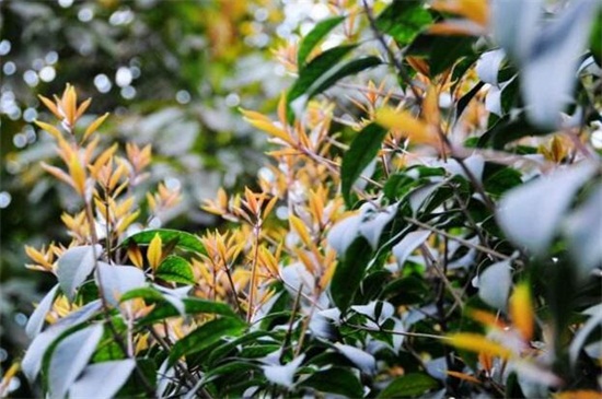 桂花发的新芽都枯死了，桂花树新芽尖枯萎原因(附处理办法)