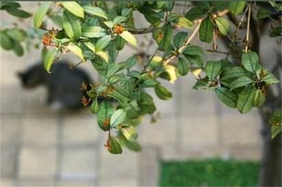 桂花发的新芽都枯死了，桂花树新芽尖枯萎原因(附处理办法)