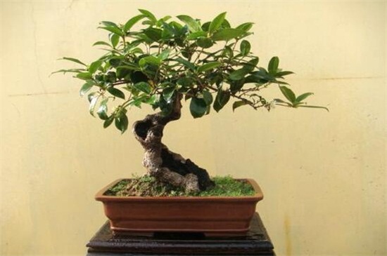 桂花发的新芽都枯死了，桂花树新芽尖枯萎原因(附处理办法)