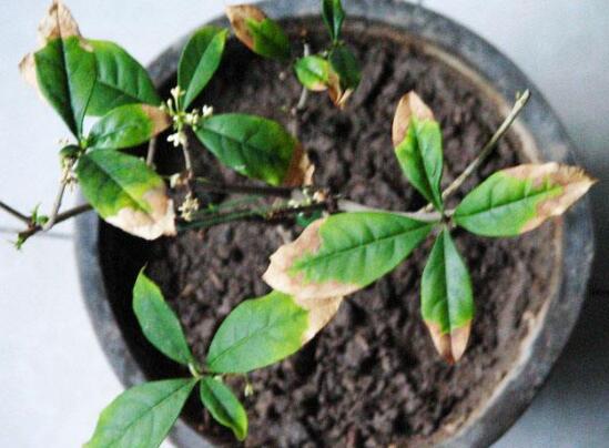 盆栽桂花掉叶子如何办，4种办法让桂花树枝繁叶茂