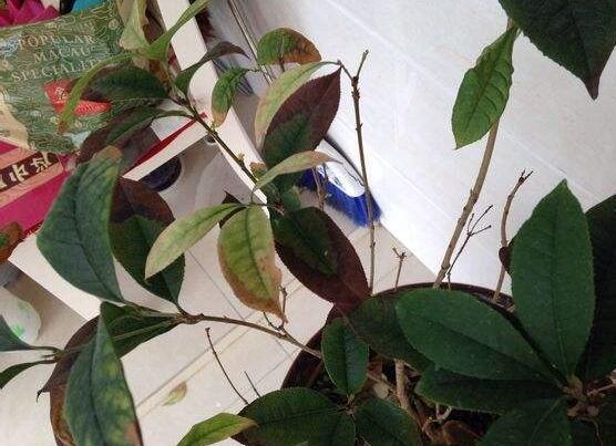 盆栽桂花掉叶子如何办，4种办法让桂花树枝繁叶茂