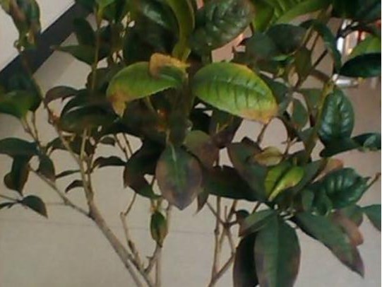 盆栽桂花掉叶子如何办，4种办法让桂花树枝繁叶茂