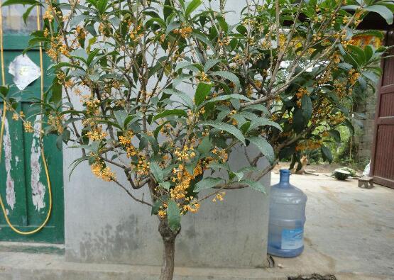 盆栽桂花掉叶子如何办，4种办法让桂花树枝繁叶茂