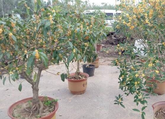 盆栽桂花掉叶子如何办，4种办法让桂花树枝繁叶茂