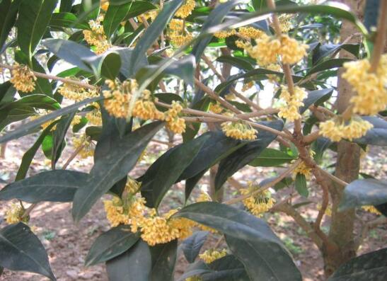 盆栽桂花掉叶子如何办，4种办法让桂花树枝繁叶茂