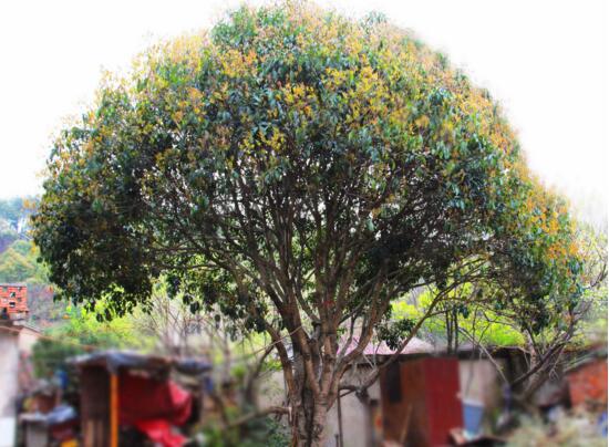 桂花树如何养才长得好，5个步骤手把手教你养殖桂花树