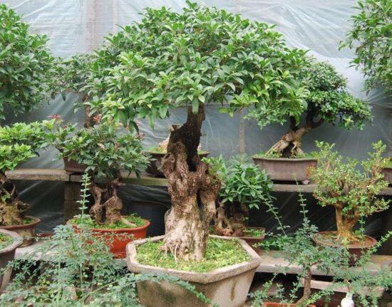 桂花树如何养才长得好，5个步骤手把手教你养殖桂花树