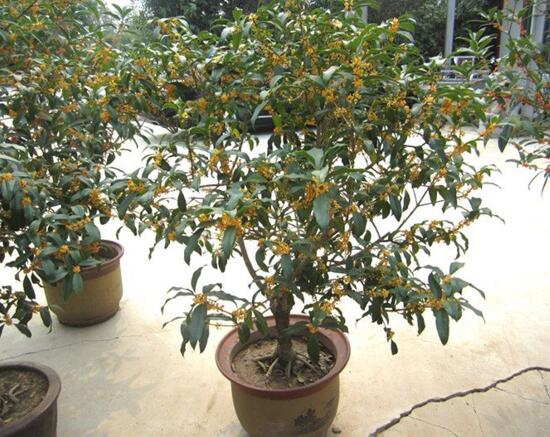 桂花树如何养才长得好，5个步骤手把手教你养殖桂花树