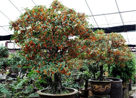 桂花树如何养才长得好，5个步骤手把手教你养殖桂花树