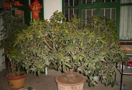 桂花树如何养才长得好，5个步骤手把手教你养殖桂花树