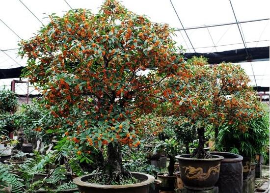 桂花树如何养才长得好，5个步骤手把手教你养殖桂花树