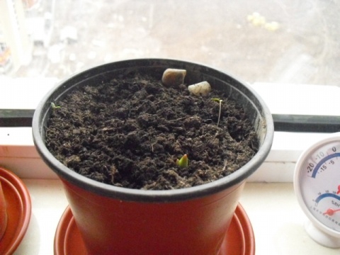 桂花树可以插枝栽培吗，桂花树移栽要留意什么