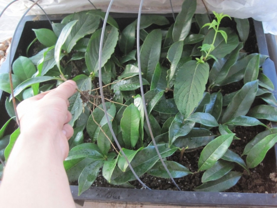 桂花树可以插枝栽培吗，桂花树移栽要留意什么