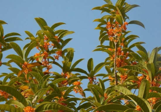 桂花树可以插枝栽培吗，桂花树移栽要留意什么