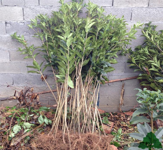 桂花树可以插枝栽培吗，桂花树移栽要留意什么