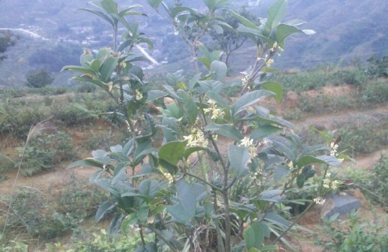 桂花树可以插枝栽培吗，桂花树移栽要留意什么