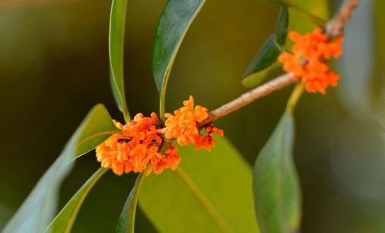 桂花树可以插枝栽培吗，桂花树移栽要留意什么