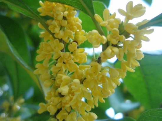 桂花树几月份修剪最好，桂花树如何修剪