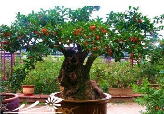 桂花树几月份修剪最好，桂花树如何修剪