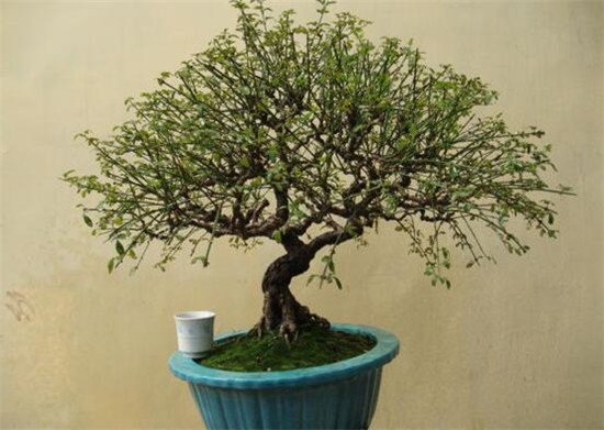 桂花树几月份修剪最好，桂花树如何修剪