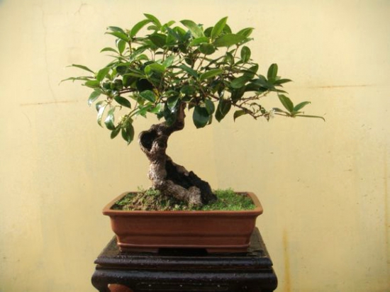 桂花树几月份修剪最好，桂花树如何修剪