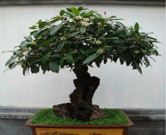 桂花树几月份修剪最好，桂花树如何修剪