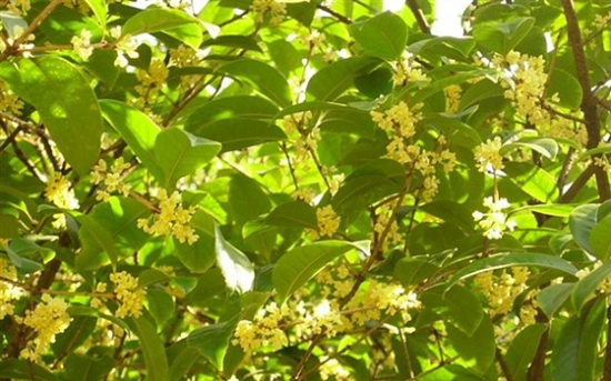 桂花树几月份修剪最好，桂花树如何修剪