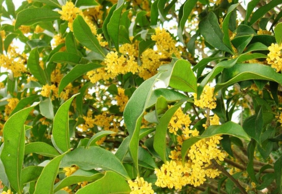 桂花树什么时候施肥好，桂花树上什么肥料好