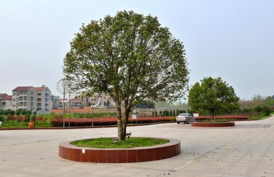 桂花养在家里风水好吗，家里为何不能种桂花