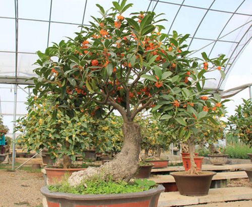 桂花养在家里风水好吗，家里为何不能种桂花