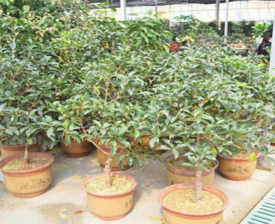 桂花养在家里风水好吗，家里为何不能种桂花