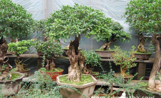 桂花养在家里风水好吗，家里为何不能种桂花