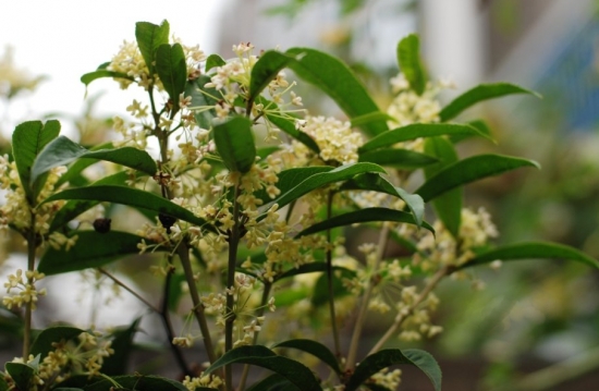 四季桂如何养：四季桂性喜温暖湿润气候，虽具有一定的抗寒能力，但不耐严寒。