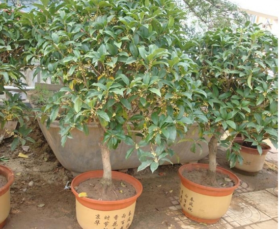 四季桂如何养：四季桂性喜温暖湿润气候，虽具有一定的抗寒能力，但不耐严寒。