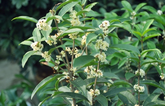 四季桂如何养：四季桂性喜温暖湿润气候，虽具有一定的抗寒能力，但不耐严寒。