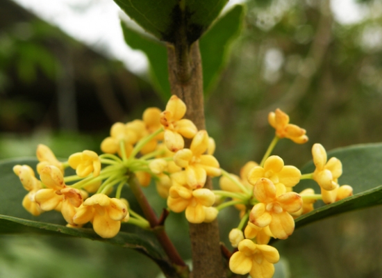 桂花树的养殖办法和留意事项：积水会烂根或叶片脱落