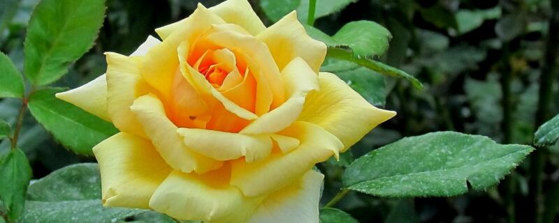 如何修剪月季花