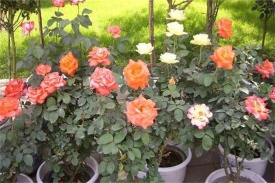 如何修剪月季花