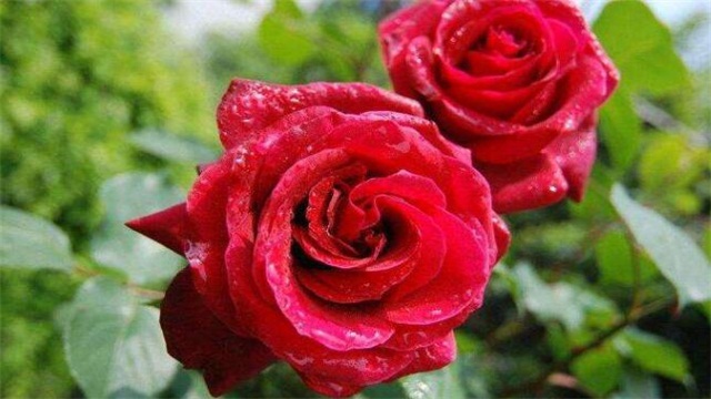 月季花的养殖办法