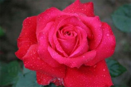 月季花的养殖办法