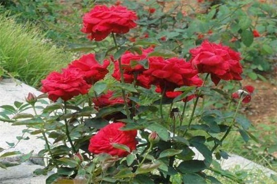 月季花可以浇茶叶水吗，不可以(附带养殖办法)