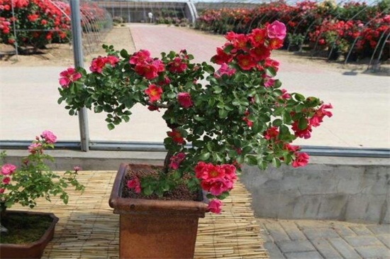 月季花可以浇茶叶水吗，不可以(附带养殖办法)