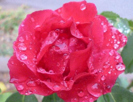 月季花的扦插办法，5个步骤手把手教你如何扦插月季花