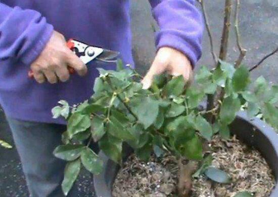 月季花的扦插办法，5个步骤手把手教你如何扦插月季花