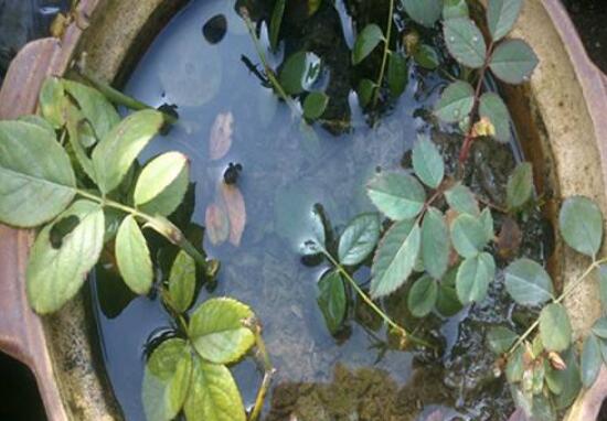 月季花的扦插办法，5个步骤手把手教你如何扦插月季花