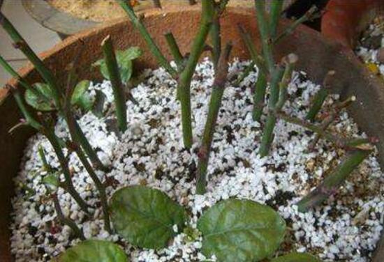 月季花的扦插办法，5个步骤手把手教你如何扦插月季花